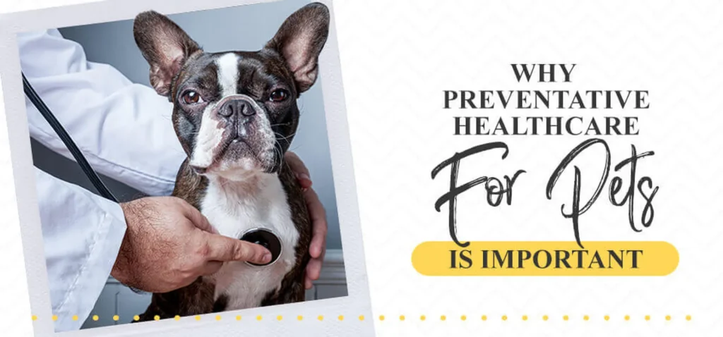 Why Preventative Healthcare For Pets Is Important