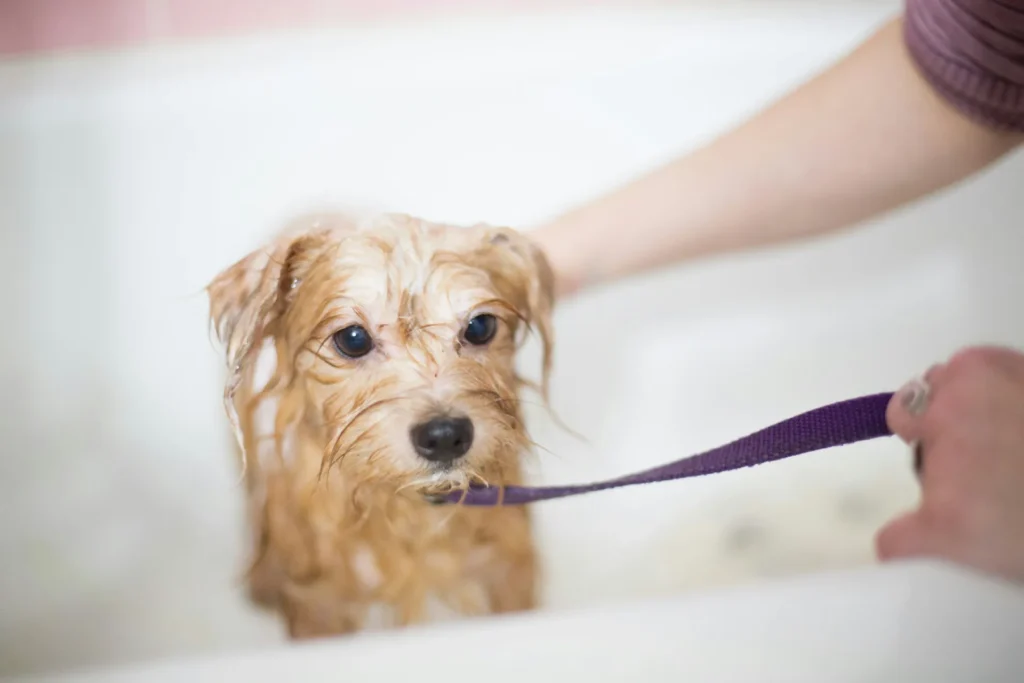 Dog Grooming Tips in Sarasota, FL