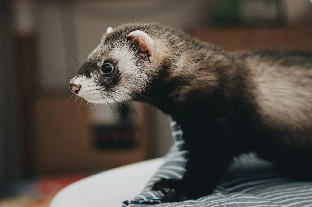 Ferrets, ferret care guide, pet ferret health issues
