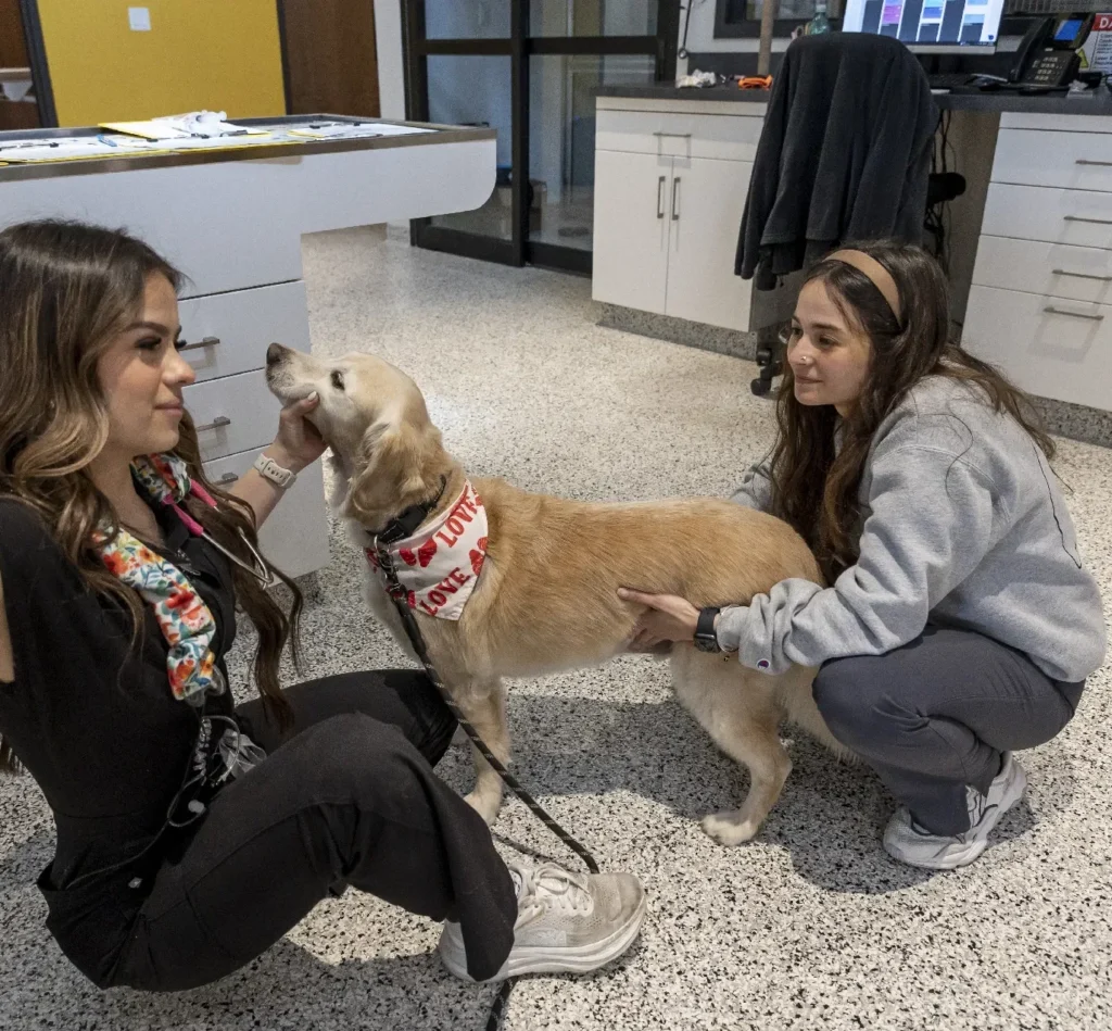 Preventive and Wellness Care, pet wellness care Sarasota, preventive veterinary services